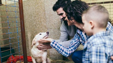 "Adoption Ever After" helps pets find forever homes.