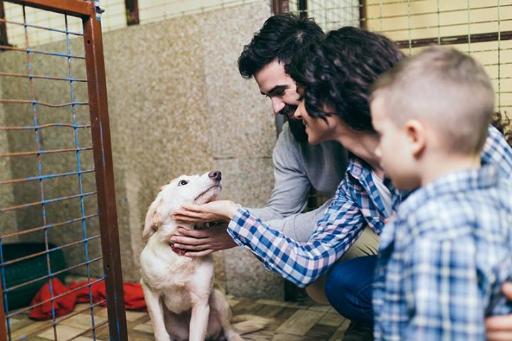 "Adoption Ever After" helps pets find forever homes.